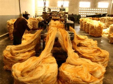 Pesquisa comprova uso do sisal como fungicida e xampu anticaspa