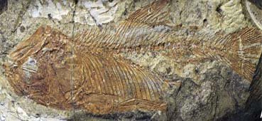 Fóssil de peixe ‘europeu’ é encontrado no interior da Bahia