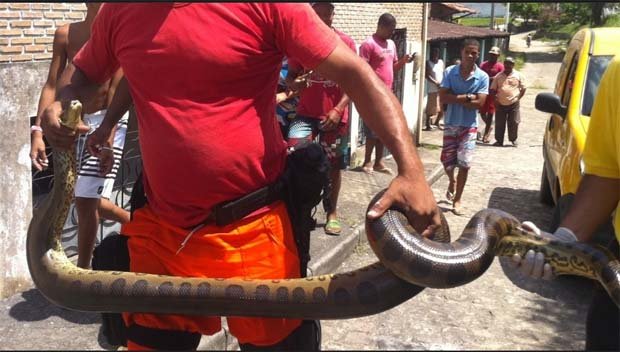 Sucuri de 3 metros em Lauro de Freitas