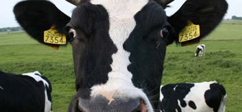 Fotografias com ilusões de ótica