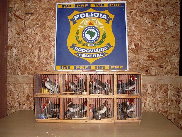 PRF apreende pássaros silvestres em Vitória da Conquista