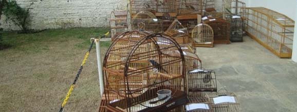 Polícia recolhe centenas de pássaros mantidos em cativeiro