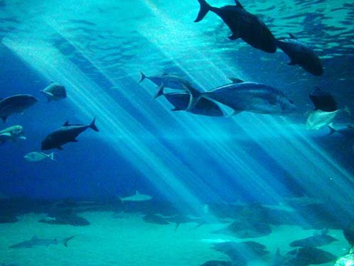 Havaí – Ilha de Maui e mais de 300 ilhas