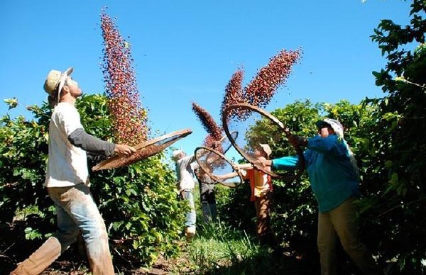 Produtores de café podem renegociar dívidas