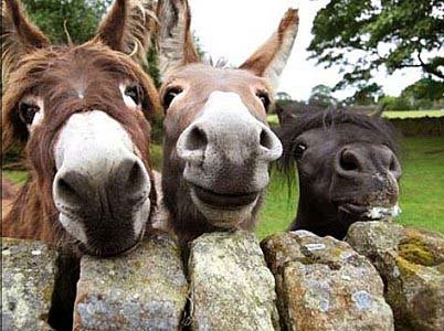 Juiz sugere levar preso em ‘lombo de burro’