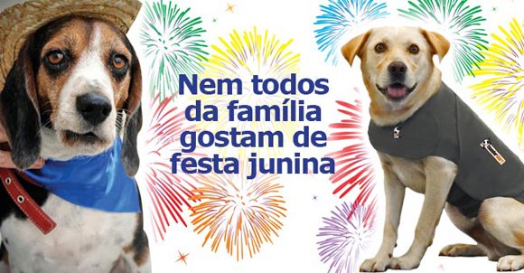 Como evitar os transtornos para os pets com os fogos