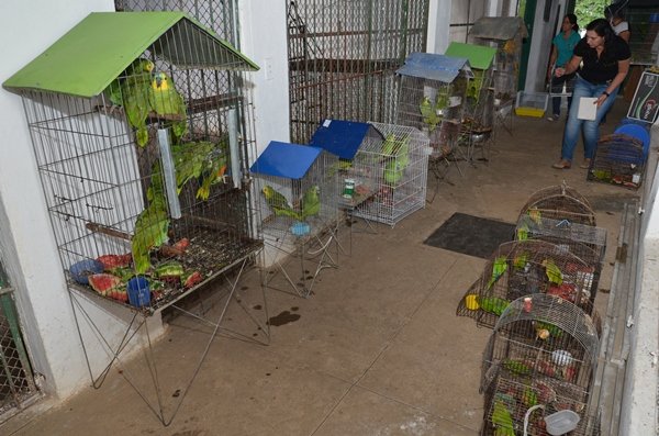 Cetas recebe mais de 300 aves de operação realizada na Chapada