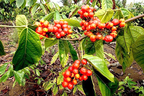 Bahia é o maior produtor de guaraná do mundo