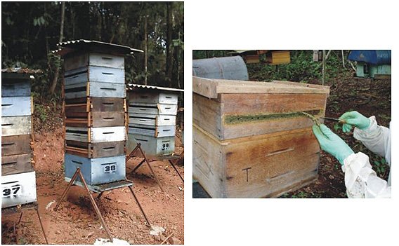 Criação de abelhas é alternativa de renda na Bahia