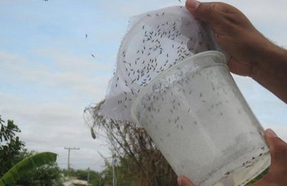 Dengue: Bahia expande projeto do Aedes transgênico