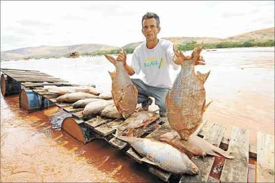 Peixes do rio Doce morreram por asfixia, não por contaminação