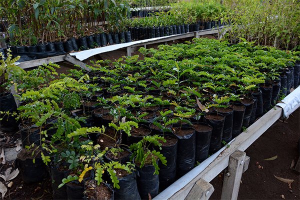 Herbário Municipal: mais de 3 mil mudas em 04 meses