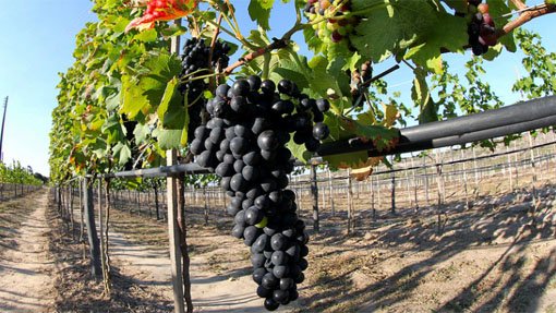 Vinho baiano é premiado como o melhor tinto do Brasil