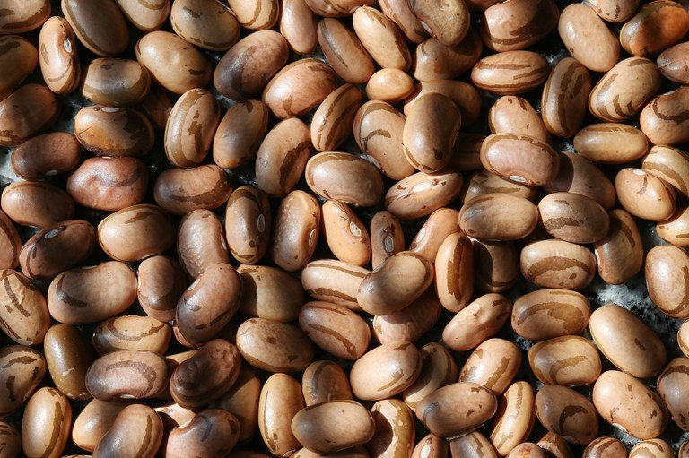 Feijão registra queda de preço depois de 10 meses em alta