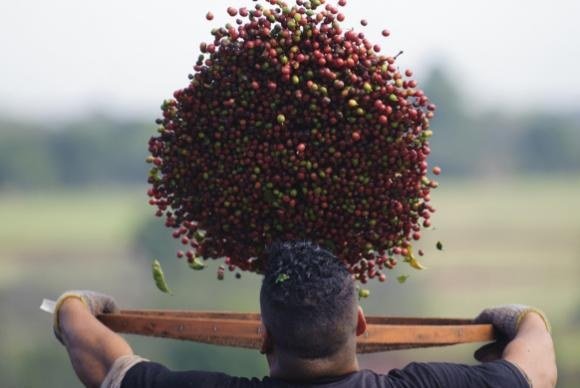 Governo vai leiloar mais 4,2 mil toneladas de café arábica