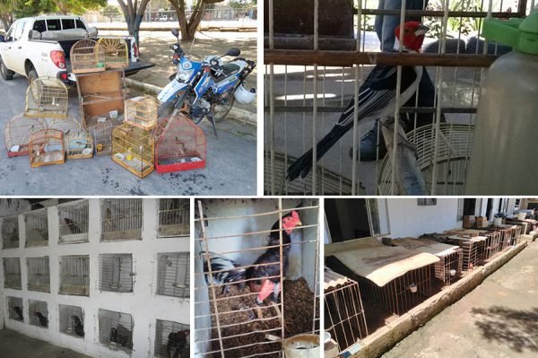 Meio Ambiente apreende galos de briga e pássaros silvestres