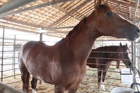 Começa o maior evento do estado: Exposição Conquista