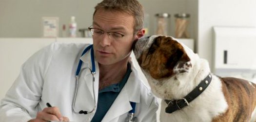 Ministério da Agricultura abre edital para contratar 300 veterinários  