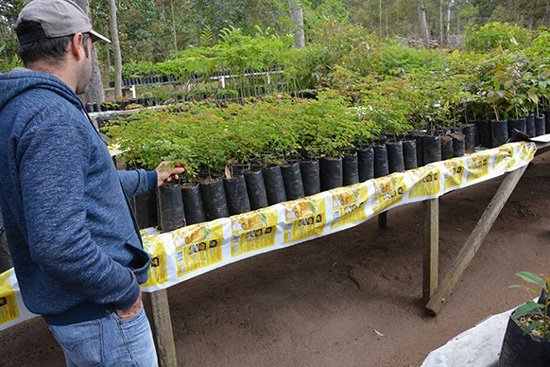 Herbário Municipal auxilia no reflorestamento da Serra do Periperi