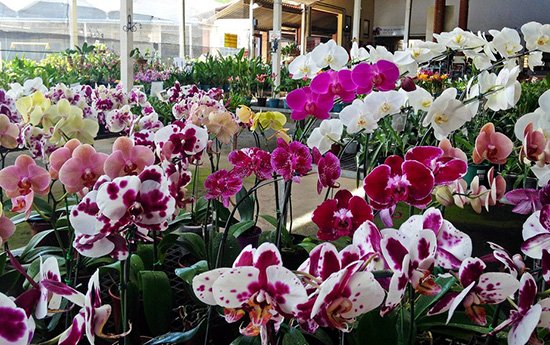 ACOR realiza exposição e feira de orquídeas