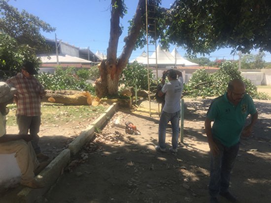 Exercendo cidadania:  comunidade reage e barra corte de árvores pela FTC 