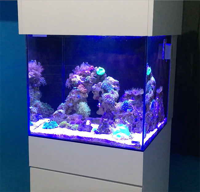 Conquistense vence concurso nacional de aquários marinhos de pequenas dimensões 