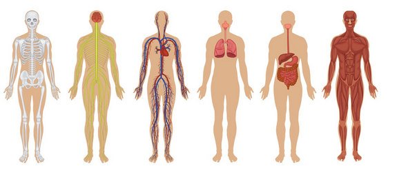 Como doar seu corpo para a ciência – Transmissão ao Vivo