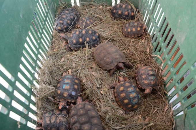 CETAS recebe cerca de 200 animais de São Paulo e Itabuna em apenas 2 dias