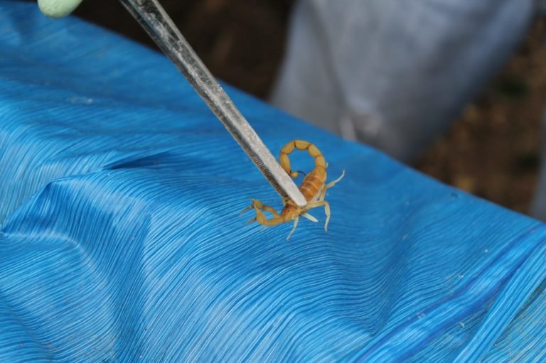 Secretaria Municipal da Saude alerta população sobre escorpiões