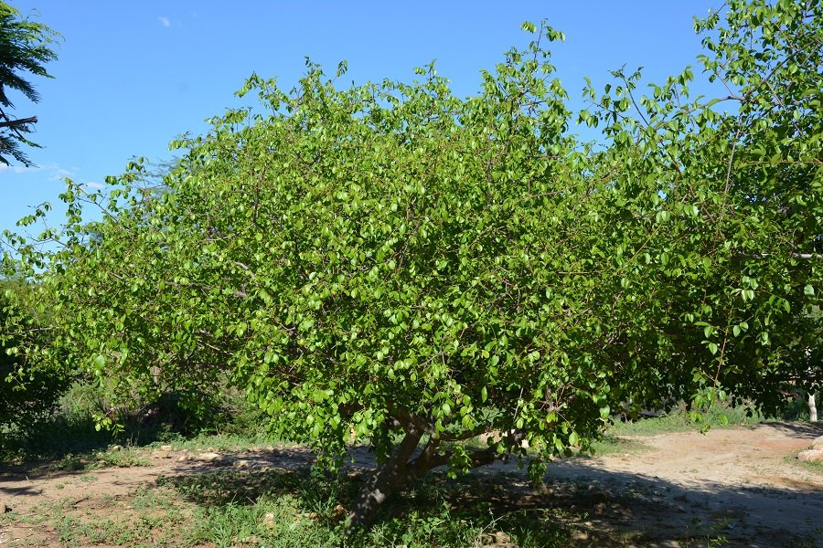 Fazenda experimental da PMVC é pioneira no cultivo do umbu gigante