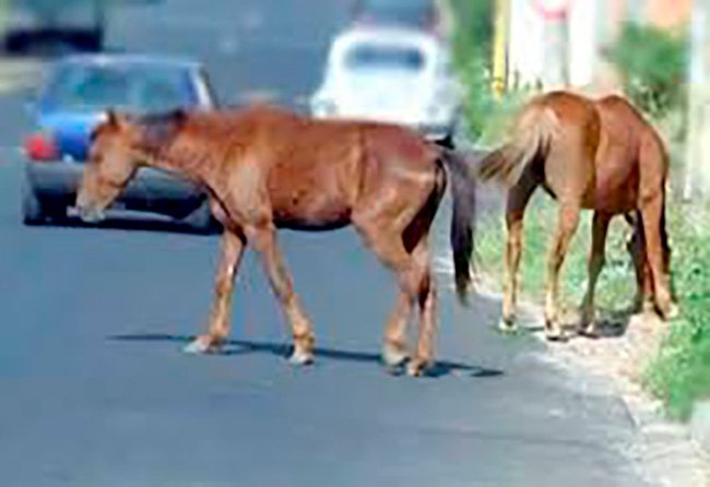 PMVC apreende 21 animais na área da Lagoa das Bateias em Vitória da Conquista
