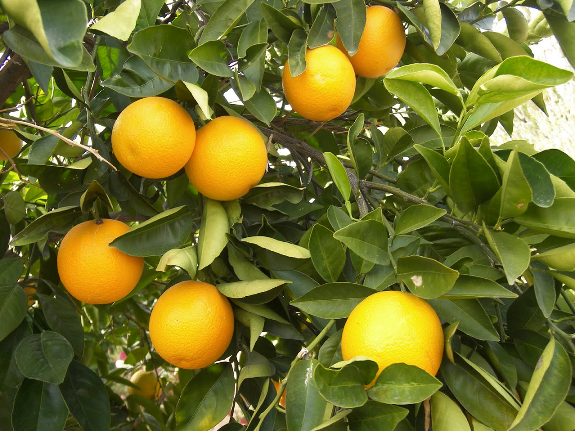 Soluções naturais à base de extratos vegetais recuperam  pomar de citros