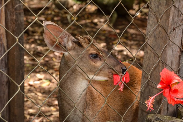 CETAS de Vitória da Conquista já atendeu mais de 60 mil animais silvestres