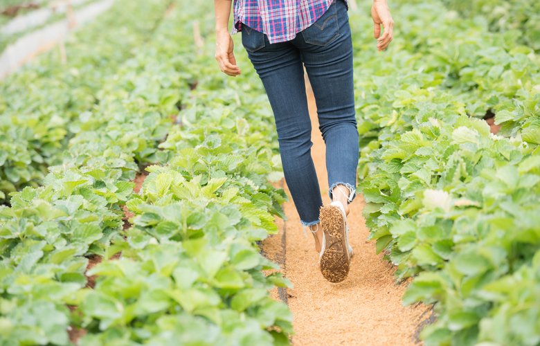 Produtores rurais podem renegociar e prorrogar pagamento de crédito