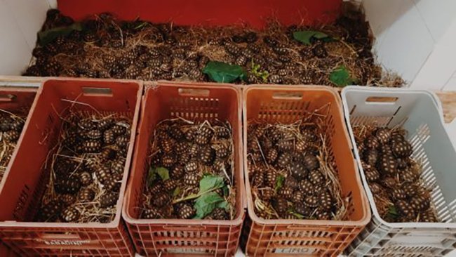 CETAS Vitória da Conquista recebe jabutis de Minas e outros animais de São Paulo