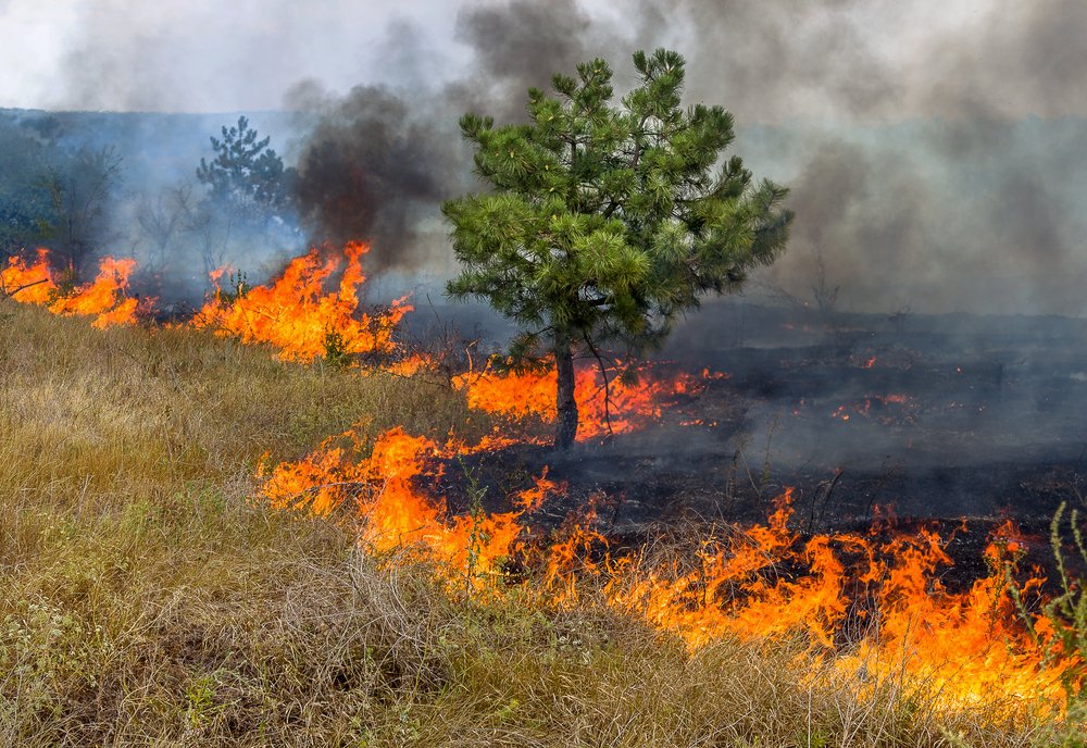 Aumentam os focos de queimadas na Bahia e Coelba faz alerta