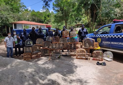 Ação conjunta da SEMMA e Guarda Municipal apreende aves silvestres