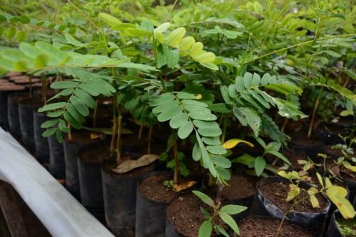 Herbário municipal: população pode conhecer flora da Serra do Periperi e adquirir mudas