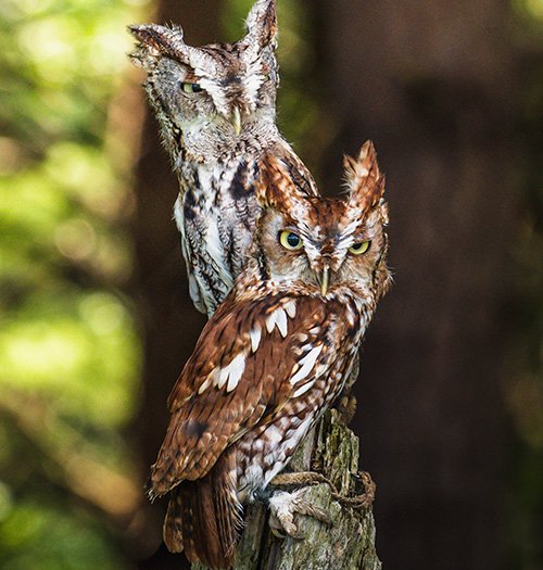 Crônica da semana: “Quem te observa sou eu”