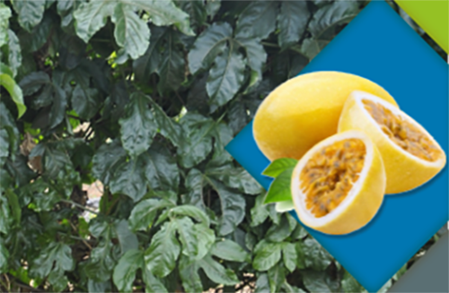 Plataforma e-Campo oferece minicurso gratuito sobre maracujá