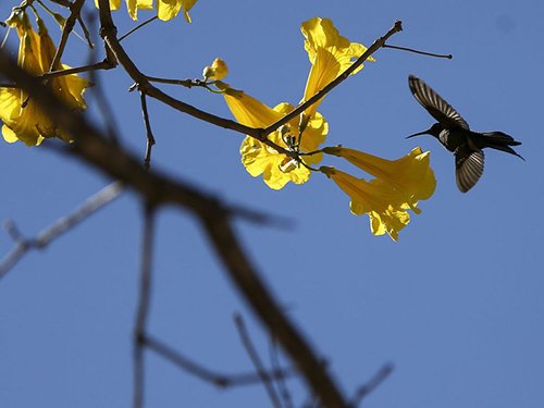 Primavera começa nesta quinta e dá início ao plantio das principais culturas de verão