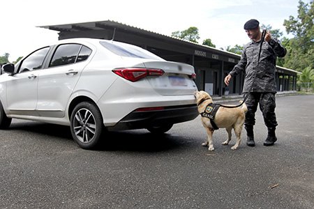 Companhia da Polícia Militar prepara cães para salvar e proteger vidas na Bahia