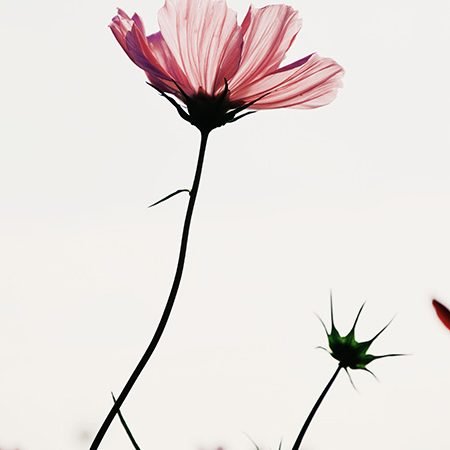 Crônica da semana: “Ser vulnerável” escrita por Nilson Lattari