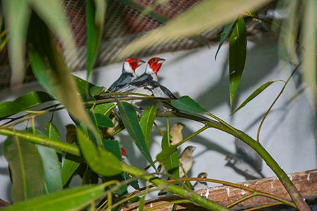 CETAS recebe mais de 400 pássaros apreendidos pela PRF em operação combate ao trafico de animais silvestres