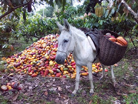 Premio Fotográfico do Censo tem ganhadora de Itabuna na Categoria Paisagens Rurais