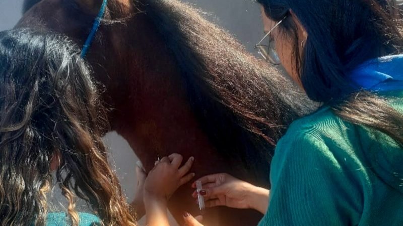 Em seis meses Centro de Apoio à Saúde Animal já realizou mais de 1.600 atendimentos