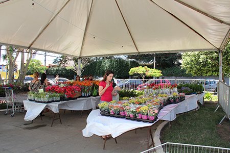 Feira de Flores Conquista Florescendo começa nesta quarta-feira