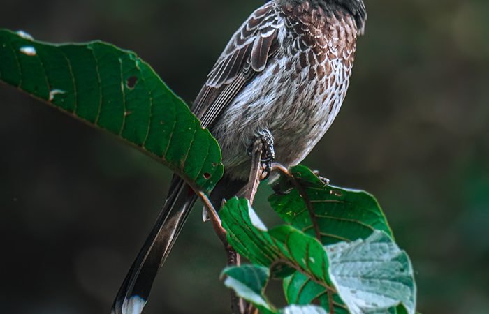 Nilson Lattari pergunta: “Quanto vale a sua vida?” na crônica da semana