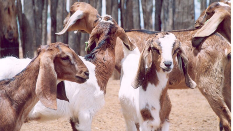 Abertas inscrições para curso gratuito on-line sobre produção de caprinos e ovinos