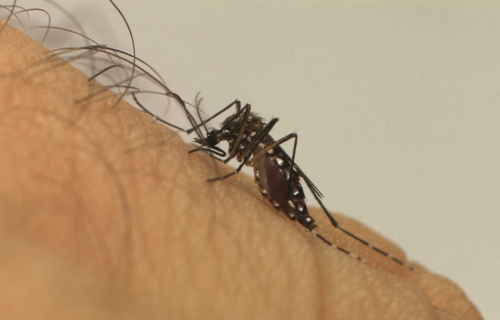 Vacina contra dengue começa a ser aplicada em fevereiro no Brasil